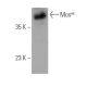 western blotting image from recommended Mosxe (B-4) monoclonal antibody replacement. Image 371028
