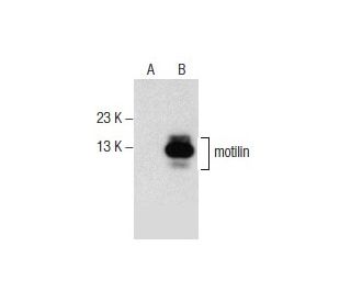 motilin Antibody (H-9) - Western Blotting - Image 157517 
