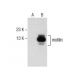 motilin Antibody (H-9) - Western Blotting - Image 157517 