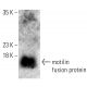 motilin Antibody (H-9) - Western Blotting - Image 401704