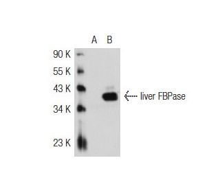 liver FBPase (N-13): sc-32430. Western blot analysis of liver FBPase expression in non-transfected: sc-117752 (A) and huma 