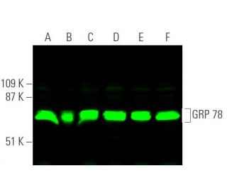 GRP 78 (N-20): sc-1050. Near-infrared western blot analysis of GRP 78 expression in Jurkat (A), HeLa (B), Hep G2 (C), JAR 