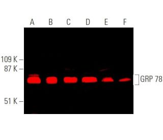 GRP 78 (N-20): sc-1050. Near-infrared western blot analysis of GRP 78 expression in Jurkat (A), HeLa (B), Hep G2 (C), JAR 