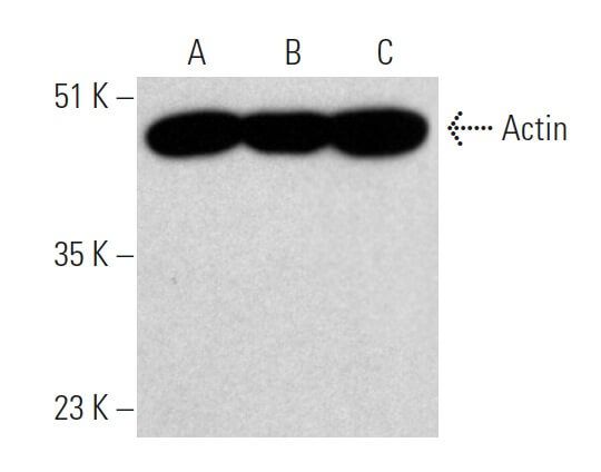 mouse anti goat IgG HRP Secondary Antibody SCBT Santa Cruz