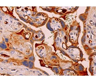 GDF-15 (FL-308): sc-66904. Immunoperoxidase staining of formalin fixed, paraffin-embedded human placenta tissue showing cy 