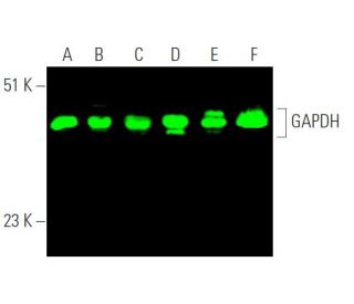 GAPDH (FL-335): sc-25778. Near-infrared western blot analysis of GAPDH expression in HeLa (A), Hep G2 (B), A549 (C), JAR ( 