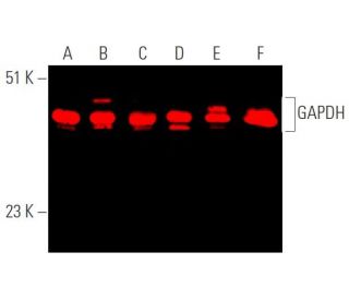 GAPDH (FL-335): sc-25778. Near-infrared western blot analysis of GAPDH expression in HeLa (A), Hep G2 (B), A549 (C), JAR ( 