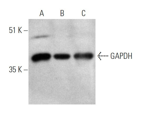 mouse anti-rabbit IgG-HRP Secondary Antibody | SCBT - Santa Cruz