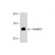 Calretinin (H-45): sc-50453. Western blot analysis of Calretinin expression in mouse cerebellum tissue extract. 