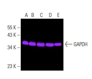 GAPDH (0411): sc-47724. Fluorescent western blot analysis of GAPDH expression in Jurkat (A), MOLT-4 (B), HeLa (C), BJAB (D 