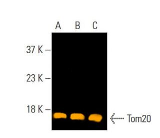 Tom20 (29): sc-136211. Fluorescent western blot analysis of Tom20 expression in Jurkat (A), Raji (B) and TT (C) whole cell 