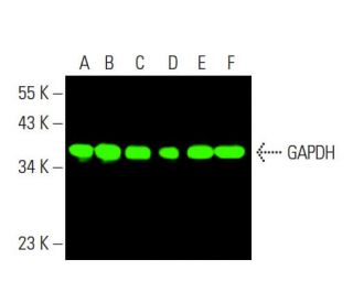 GAPDH (0411): sc-47724. Near-Infrared western blot analysis of GAPDH expression in Jurkat (A), MOLT-4 (B), HeLa (C), K-562 