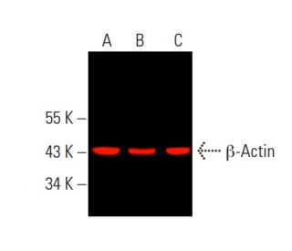 &beta;-Actin (C4): sc-47778. Near-Infrared western blot analysis of &beta;-Actin expression in HeLa (A), MCF7 (B) and A-431 (C) whol 