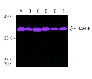 GAPDH (0411): sc-47724. Fluorescent western blot analysis of GAPDH expression in MCF7 (A), HeLa (B), C32 (C), Jurkat (D), 