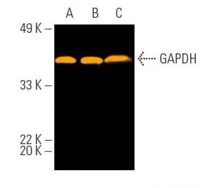 GAPDH (0411): sc-47724. Fluorescent western blot analysis of GAPDH expression in Hep G2 (A), BJAB (B) and MCF7 (C) whole c 