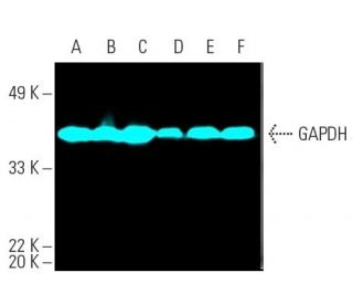 GAPDH (0411): sc-47724. Fluorescent western blot analysis of GAPDH expression in MCF7 (A), HeLa (B), C32 (C), A-431 (D), H 