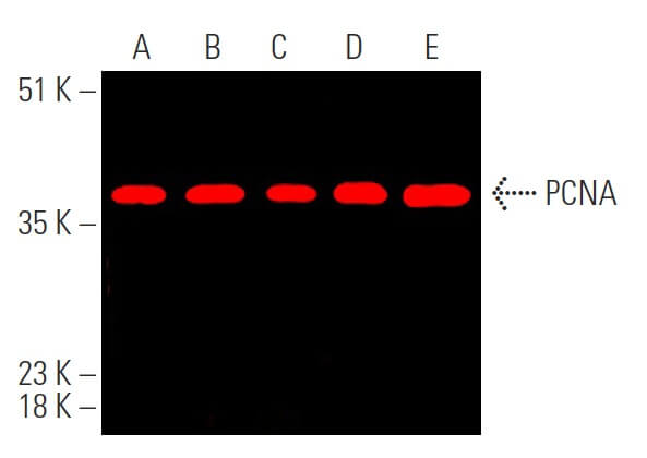 m-IgGκ BP-CFL 790 | SCBT - Santa Cruz Biotechnology