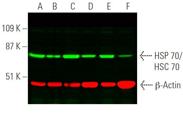 m-IgGκ BP-CFL 790 | SCBT - Santa Cruz Biotechnology