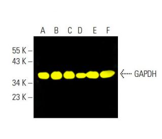 GAPDH (0411): sc-47724. Fluorescent western blot analysis of GAPDH expression in Jurkat (A), MOLT-4 (B), HeLa (C), K-562 ( 