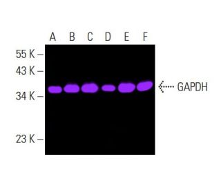 GAPDH (0411): sc-47724. Fluorescent western blot analysis of GAPDH expression in Jurkat (A), MOLT-4 (B), HeLa (C), K-562 ( 