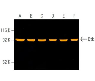 M Igg1 Bp Cfl 594 Scbt Santa Cruz Biotechnology