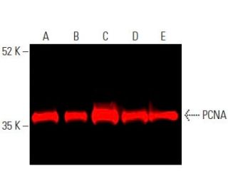 PCNA (PC10): sc-56. Near-Infrared western blot analysis of PCNA expression in HCT-116 (A), HeLa (B), MOLT-4 (C), NIH/3T3 ( 