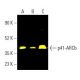 p41-ARCb (C-3): sc-137125. Fluorescent western blot analysis of p41-ARCb expression in U-698-M (A) and PC-3 (B) whole cell