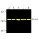 Lck (3A5): sc-433. Fluorescent western blot analysis of Lck expression in MOLT-4 (A), ALL-SIL (B), CCRF-CEM (C), Jurkat (D 