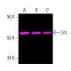 Lck (3A5): sc-433. Fluorescent western blot analysis of Lck expression in CCRF-CEM (A), Jurkat (B) and SUP-T1 (C) whole ce 