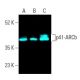 p41-ARCb (C-3): sc-137125. Fluorescent western blot analysis of p41-ARCb expression in U-698-M (A) and PC-3 (B) whole cell