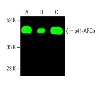 p41-ARCb (C-3): sc-137125. Near-Infrared western blot analysis of p41-ARCb expression in PC-3 (A) and Hep G2 (B) whole cel 