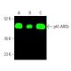 p41-ARCb (C-3): sc-137125. Near-Infrared western blot analysis of p41-ARCb expression in PC-3 (A) and Hep G2 (B) whole cel 