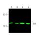 Lck (3A5): sc-433. Near-Infrared western blot analysis of Lck expression in MOLT-4 (A), ALL-SIL (B), CCRF-CEM (C) and SUP-