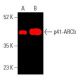 p41-ARCb (C-3): sc-137125. Near-Infrared western blot analysis of p41-ARCb expression in PC-3 whole cell lysate (A) and hu 