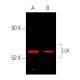 Lck (3A5): sc-433. Near-Infrared western blot analysis of Lck expression in CCRF-CEM (A) and SUP-T1 (B) whole cell lysates