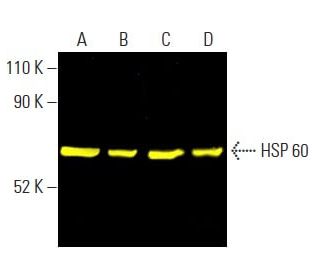 HSP 60 (H-1): sc-13115. Fluorescent western blot analysis of HSP 60 expression in K-562 (A), HEK293T (B), F9 (C) and NIH/3 