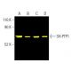 SH-PTP1 (D-11): sc-7289. Fluorescent western blot analysis of SH-PTP1 expression in HL-60 (A), U-937 (B), HEL 92.1.7 (C) a
