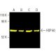 HSP 60 (H-1): sc-13115. Fluorescent western blot analysis of HSP 60 expression in K-562 (A), HEK293T (B), F9 (C) and NIH/3 