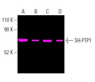 SH-PTP1 (D-11): sc-7289. Fluorescent western blot analysis of SH-PTP1 expression in HL-60 (A), U-937 (B), HEL 92.1.7 (C) a 