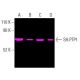 SH-PTP1 (D-11): sc-7289. Fluorescent western blot analysis of SH-PTP1 expression in HL-60 (A), U-937 (B), HEL 92.1.7 (C) a 