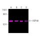 HSP 60 (H-1): sc-13115. Fluorescent western blot analysis of HSP 60 expression in K-562 (A), HEK293T (B), F9 (C) and NIH/3