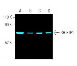 SH-PTP1 (D-11): sc-7289. Fluorescent western blot analysis of SH-PTP1 expression in HL-60 (A), U-937 (B), HEL 92.1.7 (C) a 
