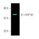 HSP 60 (H-1): sc-13115. Fluorescent western blot analysis of HSP 60 expression in K-562 (A), HEK293T (B), F9 (C) and NIH/3