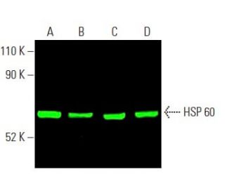 HSP 60 (H-1): sc-13115. Near-Infrared western blot analysis of HSP 60 expression in K-562 (A), HEK293T (B), F9 (C) and NIH 