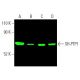 SH-PTP1 (D-11): sc-7289. Near-Infrared western blot analysis of SH-PTP1 expression in HL-60 (A), U-937 (B), HEL 92.1.7 (C)