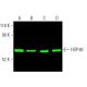 HSP 60 (H-1): sc-13115. Near-Infrared western blot analysis of HSP 60 expression in K-562 (A), HEK293T (B), F9 (C) and NIH 