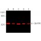 SH-PTP1 (D-11): sc-7289. Near-Infrared western blot analysis of SH-PTP1 expression in HL-60 (A), U-937 (B), HEL 92.1.7 (C) 