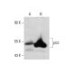 Mouse lac z Whole Cell Lysate: sc-364371. Western blot analysis...