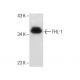 mouse testis extract: sc-2405. Western blot analysis of FHL-1 expression...