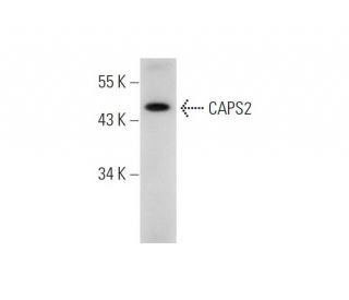 mouse testis extract: sc-2405. Western blot analysis of CAPS2 expression... 